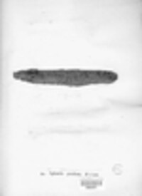 Massaria anomia image